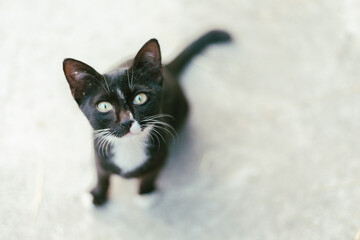  beautiful black and white tabby cat 