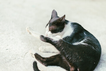  beautiful black and white tabby cat 