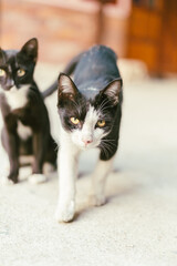 beautiful black and white tabby cat 