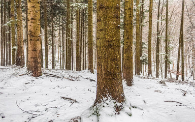 Landscapes - Forest - Europe, Romania, Suceava region  