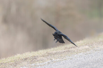 Carrion crow Corvus corone during winter time