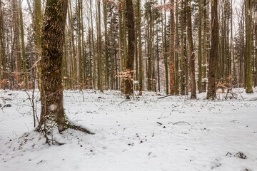 Landscapes - Forest - Europe, Romania, Suceava region  