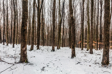 Fototapeta premium Landscapes - Forest - Europe, Romania, Suceava region 