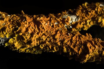 Close-Up of Bright Orange Wall Lichen on Bark,  Xanthoria parietina