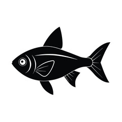 fish on white background