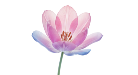 "Whispers of Spring: The Ethereal Tulip Blossom"