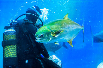 Diver explores underwater life in South Africa while interacting with a large fish
