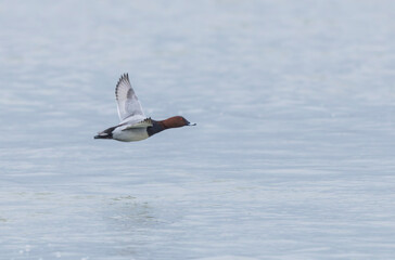 Common pochard Aythya ferina swimming on the Rhine during wintertime