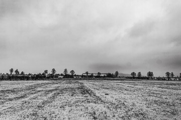 Landscapes - Forest - Europe, Romania, Suceava region  