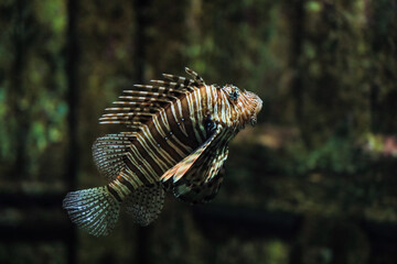 Lionfish swimming gracefully in a tranquil underwater environment in South Africa