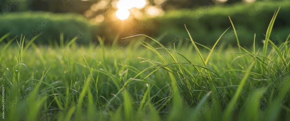 Poster lush green grass swaying in golden evening light creating a serene garden view with highlighted text