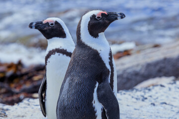 African penguins on a sandy shore by the ocean in South Africa during the day