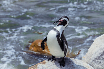 Obraz premium Penguin standing on a rock by the ocean in South Africa during sunny weather