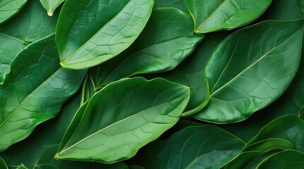 Lush green leaf texture featuring vibrant, overlapping leaves with intricate vein patterns for a natural and organic background.