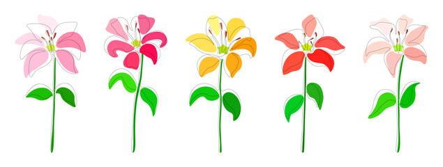 Set of pink, fuchsia, yellow, red and white lilies continuous one line isolated on a white background. vector set of single line flowers lilies with different colors. Vector illustration.