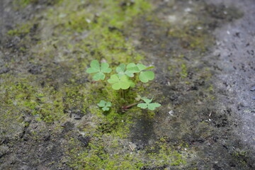 Four-leaf clover plant has grown in an abandoned ground