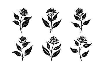 Butterfly Weed (Asclepias tuberosa) silhouette vector illustration