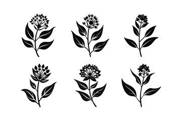 Butterfly Weed (Asclepias tuberosa) silhouette vector illustration