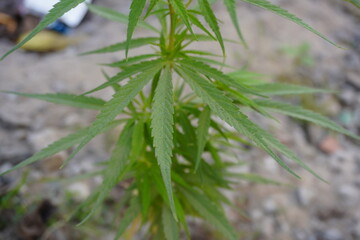 Cannabis sativa leaves in close up with a blurry background