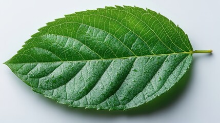 Obraz premium fresh green leaf isolated on transparent background