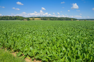 Feld mit Zuckerrüben, Weimar (Lahn), Landkreis Marburg-Biedenkopf, Hessen, Deutschland