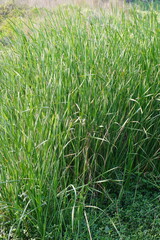 Common couch type of grass found on the dirty ground