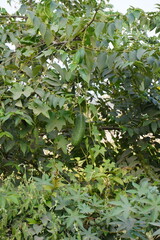 Sicana odorifera is known as cassabanana hanging from its plant found in the bush