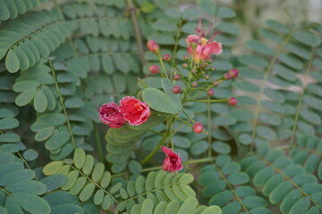 Caesalpinia pulcherrima also known as peacock flower is blooming on its plant in close up