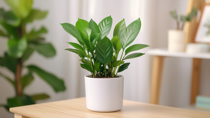Obraz premium vibrant green indoor plant in white pot, adding freshness to cozy living space. lush leaves create calming atmosphere, perfect for home decor