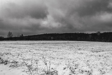 Landscapes - Forest - Europe, Romania, Suceava region  