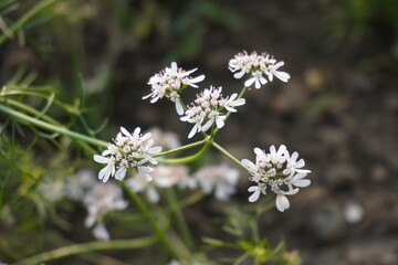 The tiny white coriander flowers in close up with a blurry background