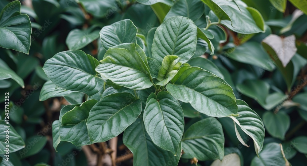 Poster vibrant green philodendron leaves with lush background and blank space for text or design use