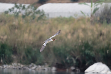 Common marganser