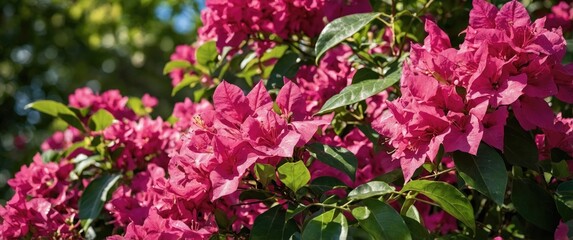 Fototapeta premium Vibrant Bougainvillea Flowers in Bloom Surrounded by Lush Green Leaves with Sunlight Enhancing Their Texture Against a Blurred Background