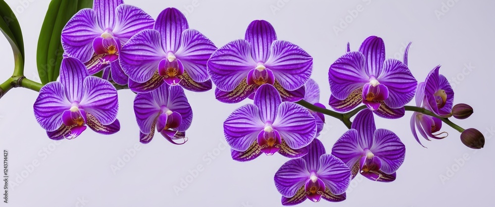 Poster purple orchids with intricate patterns against a clean white background showcasing their elegance an
