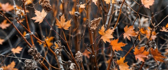 Close Up of Autumn Foliage with Dried Stems and Leaves Highlighting Seasonal Transitions in Nature