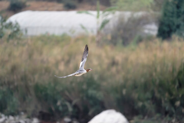 Common marganser