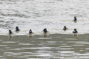 Tufted Duck Aythya fuligula swimming on or flying over the Rhine, Alsace, Eastern France