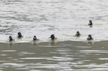 Tufted Duck Aythya fuligula swimming on or flying over the Rhine, Alsace, Eastern France