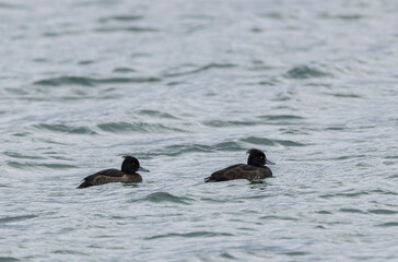 Obraz premium Tufted Duck Aythya fuligula swimming on or flying over the Rhine, Alsace, Eastern France