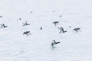 Tufted Duck Aythya fuligula swimming on or flying over the Rhine, Alsace, Eastern France