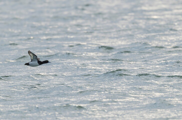 Tufted Duck Aythya fuligula swimming on or flying over the Rhine, Alsace, Eastern France