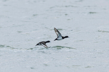 Tufted Duck Aythya fuligula swimming on or flying over the Rhine, Alsace, Eastern France