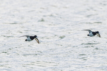 Tufted Duck Aythya fuligula swimming on or flying over the Rhine, Alsace, Eastern France