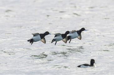Fototapeta premium Tufted Duck Aythya fuligula swimming on or flying over the Rhine, Alsace, Eastern France