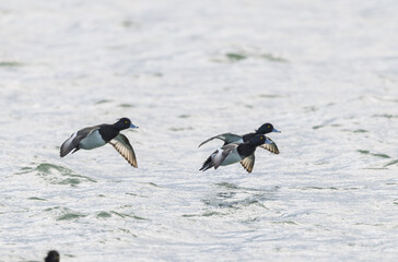 Tufted Duck Aythya fuligula swimming on or flying over the Rhine, Alsace, Eastern France