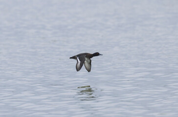 Tufted Duck Aythya fuligula swimming on or flying over the Rhine, Alsace, Eastern France