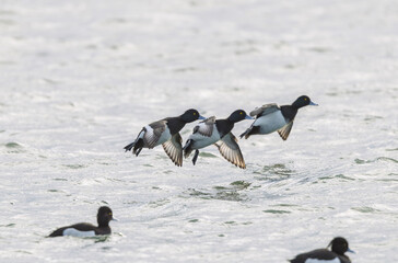 Tufted Duck Aythya fuligula swimming on or flying over the Rhine, Alsace, Eastern France