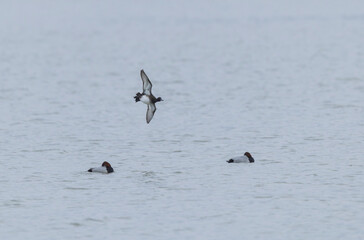 Tufted Duck Aythya fuligula swimming on or flying over the Rhine, Alsace, Eastern France