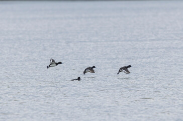 Tufted Duck Aythya fuligula swimming on or flying over the Rhine, Alsace, Eastern France